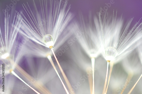water droplet on dandelion seeds
