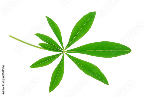 green lupin leaf © saied shahinkiya
