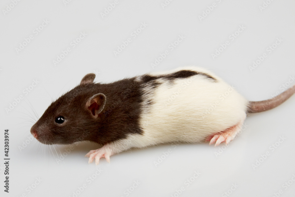 laboratory rat laboratory rat