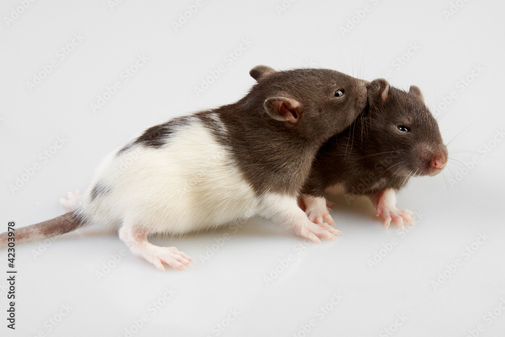 laboratory rat laboratory rat