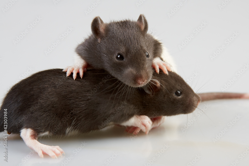 laboratory rat laboratory rat