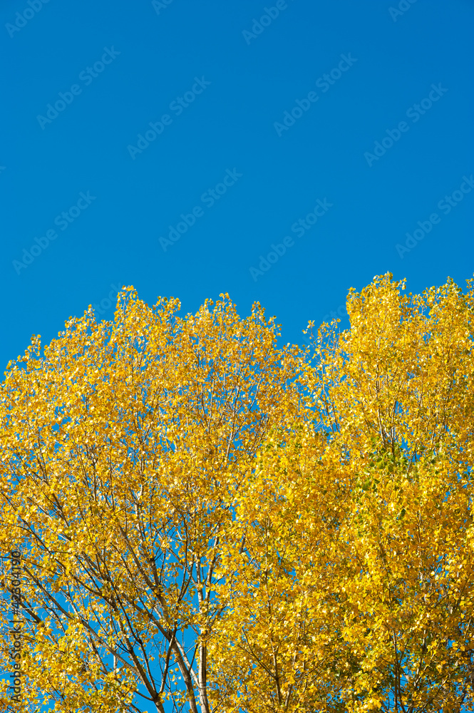 Autumn backdrop Autumn backdrop