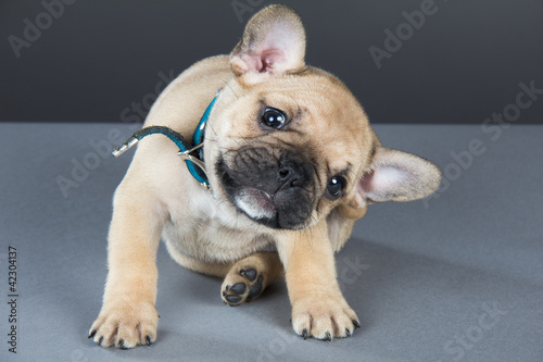 French bulldog puppy with head cocked to side, looking straight