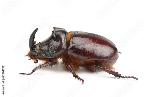 beetle isolated on white background © alinamd