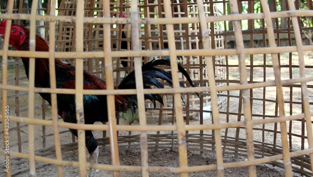 Fighting cock in native farm with sound of nature Fighting cock in native farm with sound of nature