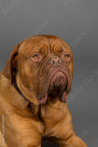 Dogue De Bordeaux dog laying down and looking sad dog with huge