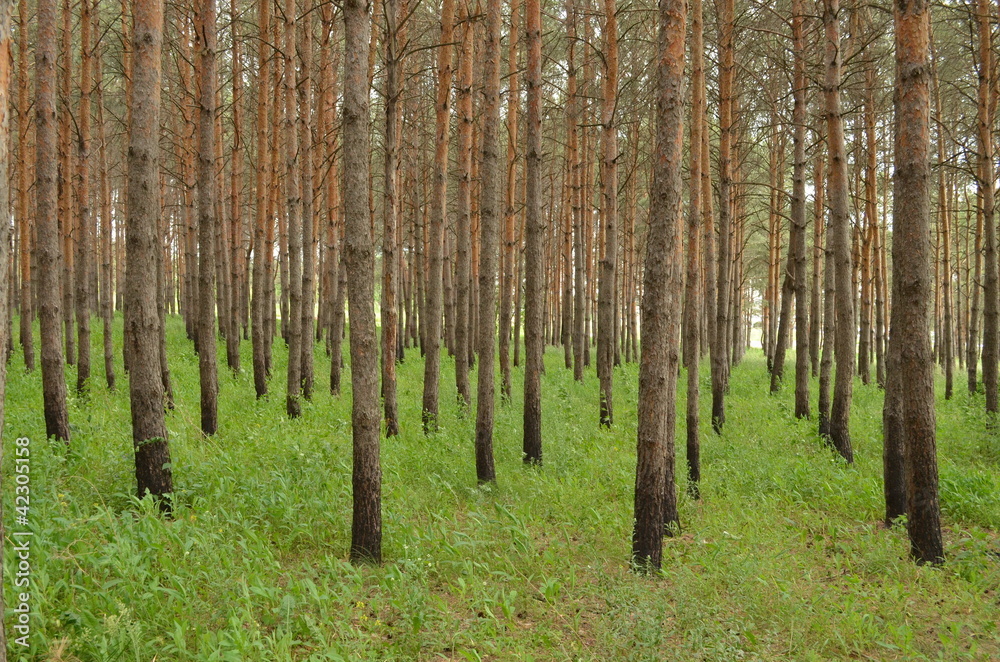 Naklejka premium посадка