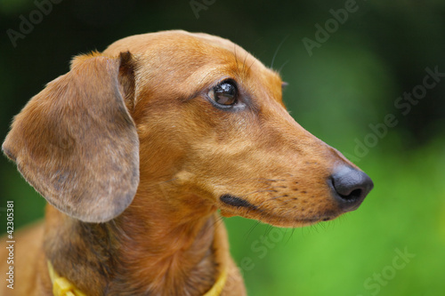 dachshund dog in park