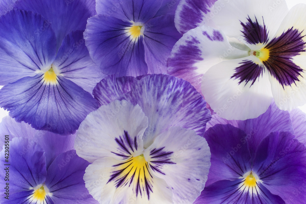 pansy