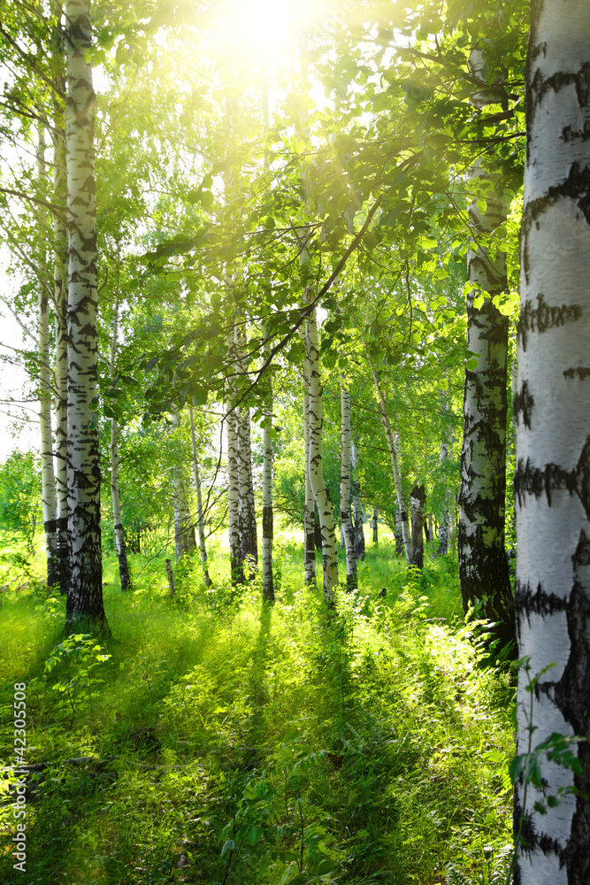 Naklejka letnie brzozowe lasy ze słońcem
