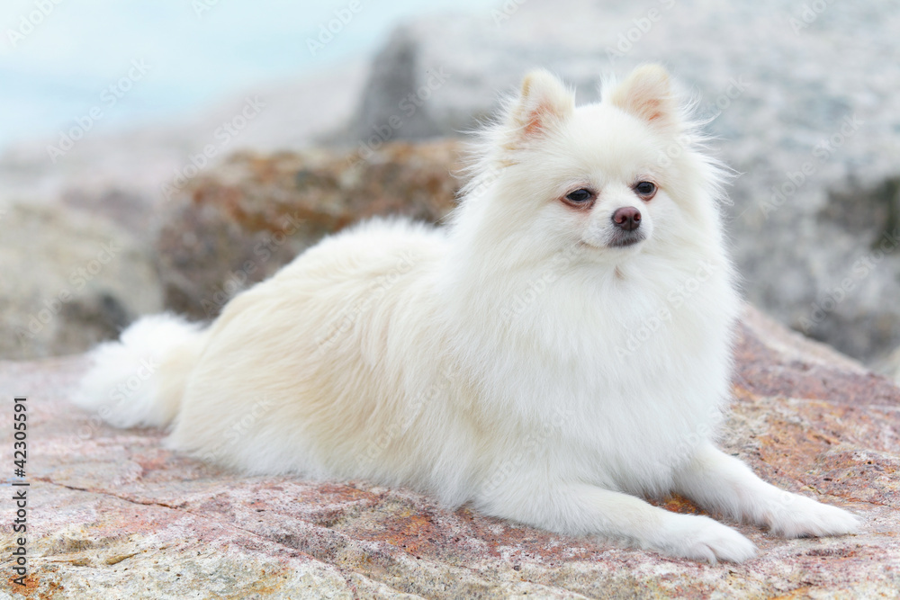 Fototapeta premium white pomeranian dog