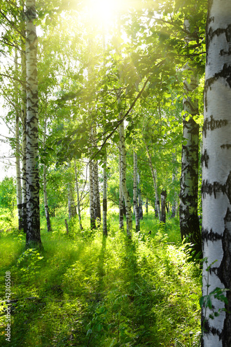 Fototapeta letnie brzozowe lasy ze słońcem