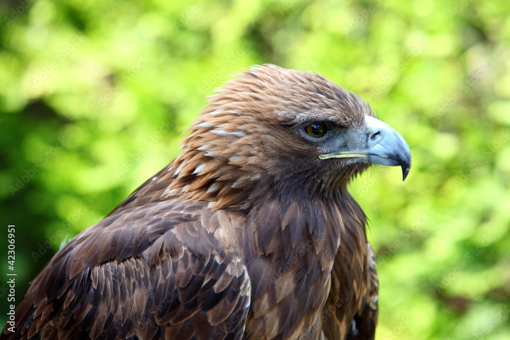 Portrait of a Golden Eagle (Aquila chrysaetos) Portrait of a Golden Eagle (Aquila chrysaetos)