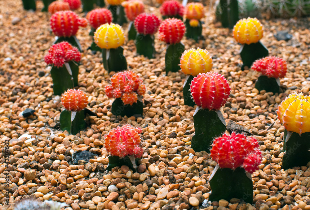 red and yellow cactus