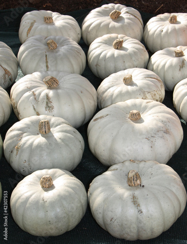 A Display of Freshly Grown Large White Pumpkins.