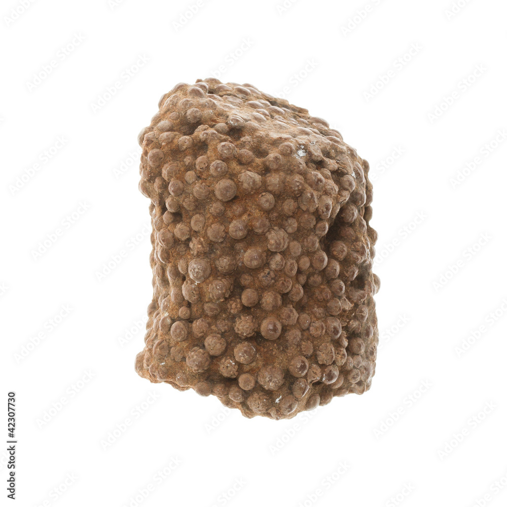 Fossilized coral Fossilized coral