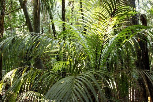 Tropical jungle forest