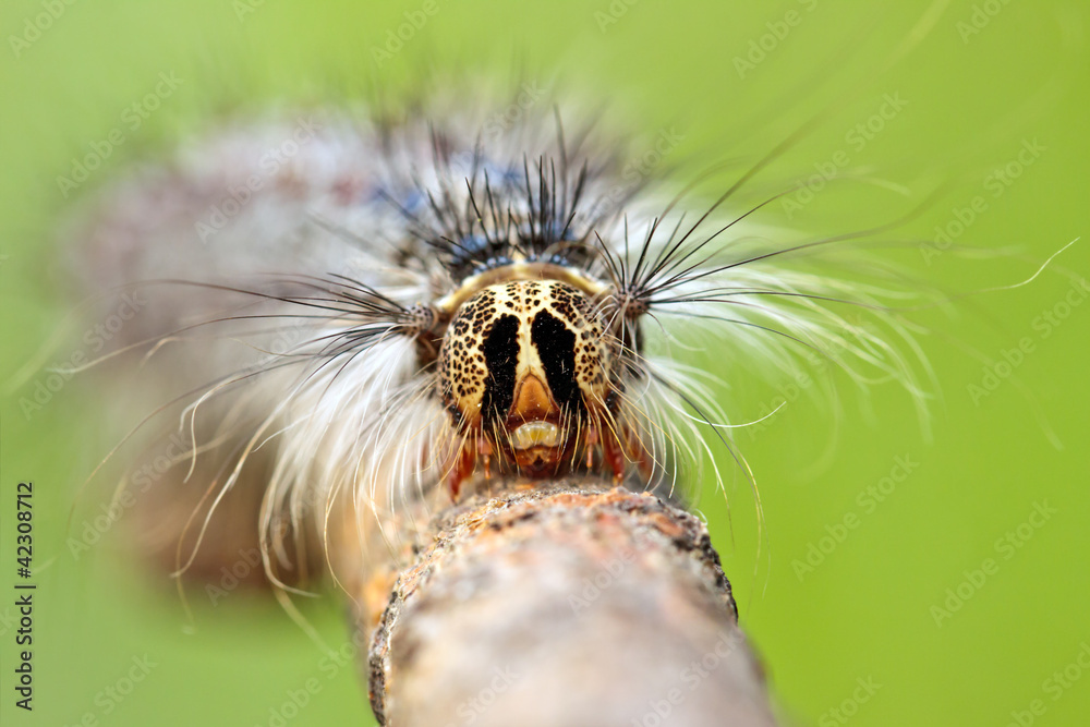 Close-up of caterpillar's head Close-up of caterpillar's head