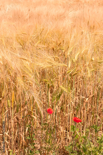 field of wheat