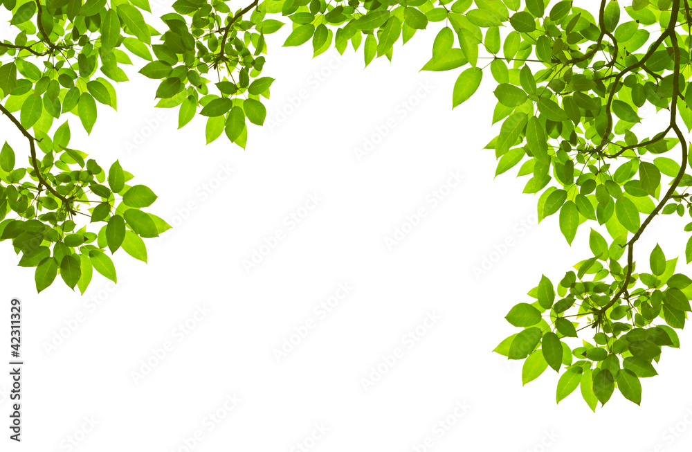 Green leave on white background Green leave on white background