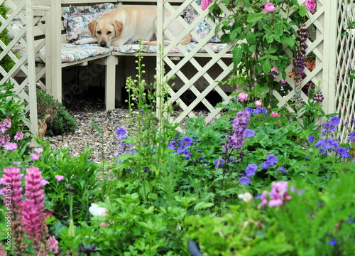 pretty garden