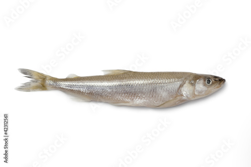 Single fresh European smelt fish photo