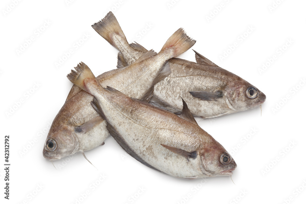 Fresh raw Pout whiting Fresh raw Pout whiting