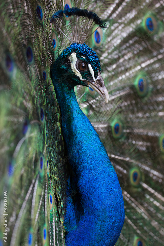 Naklejka premium Preening peacock