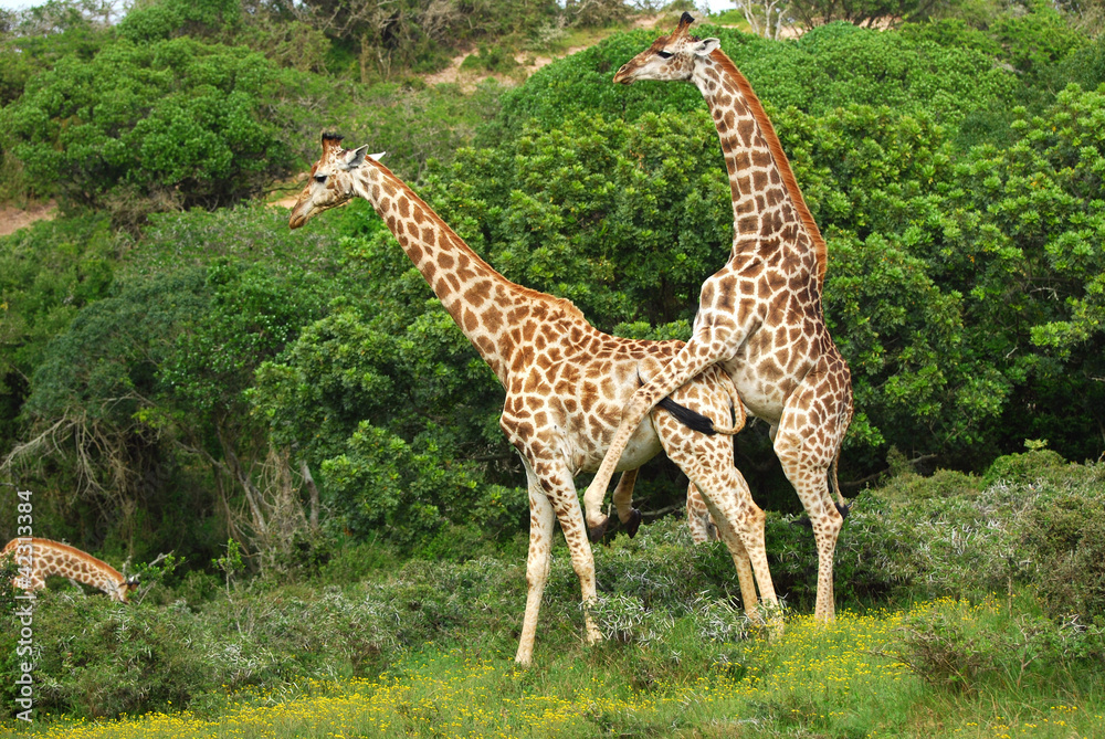 Obraz premium Breeding giraffes