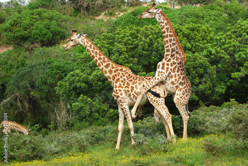 Breeding giraffes