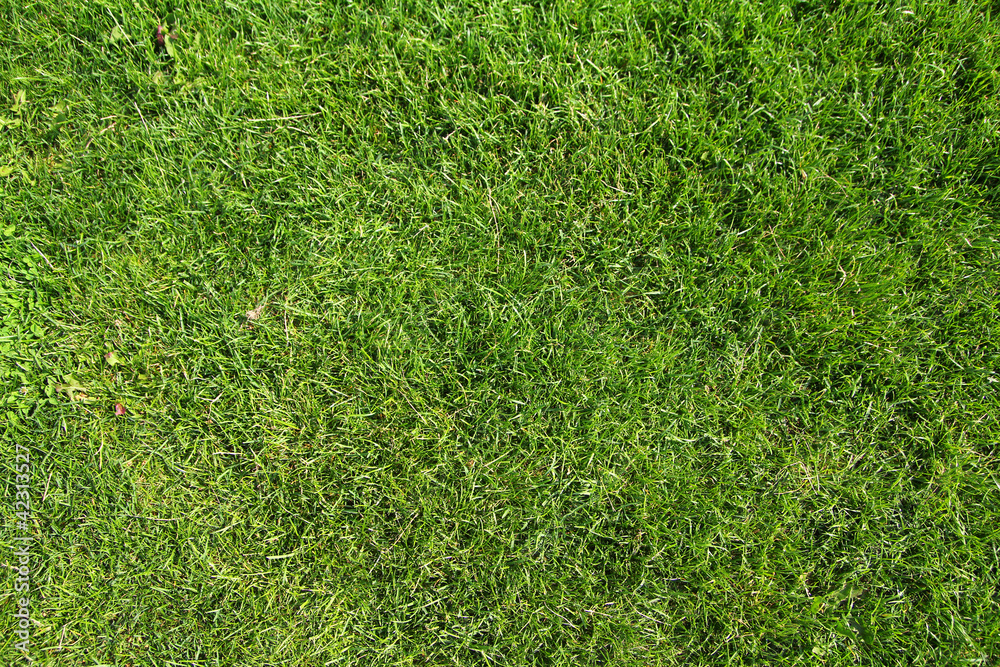 Naklejka green lawn texture