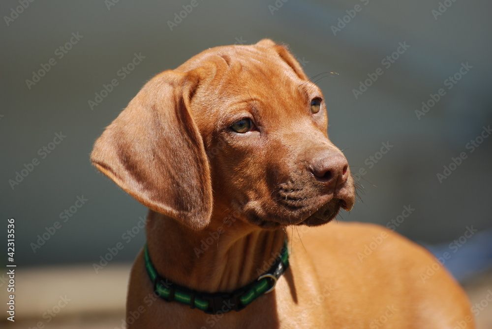 Rhodesian Ridgeback puppy portrait