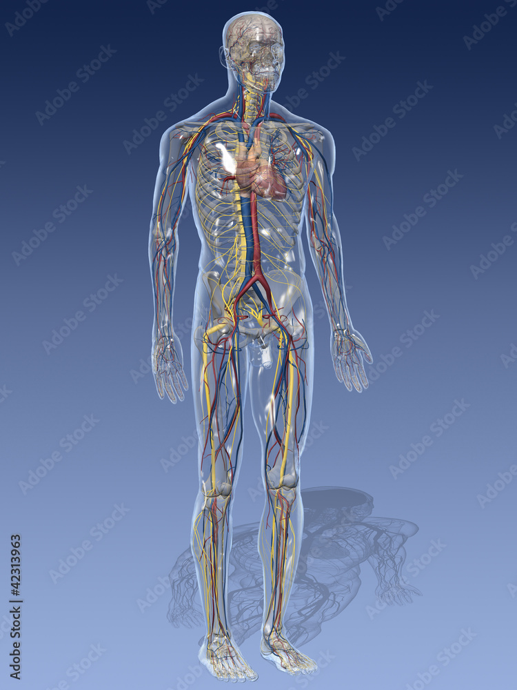 Anatomisches Modell eines Menschen Anatomisches Modell eines Menschen