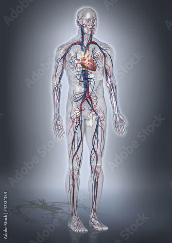 3D - Modell eines gläsernen Menschen mit Herz/Kreislaufsystem photo