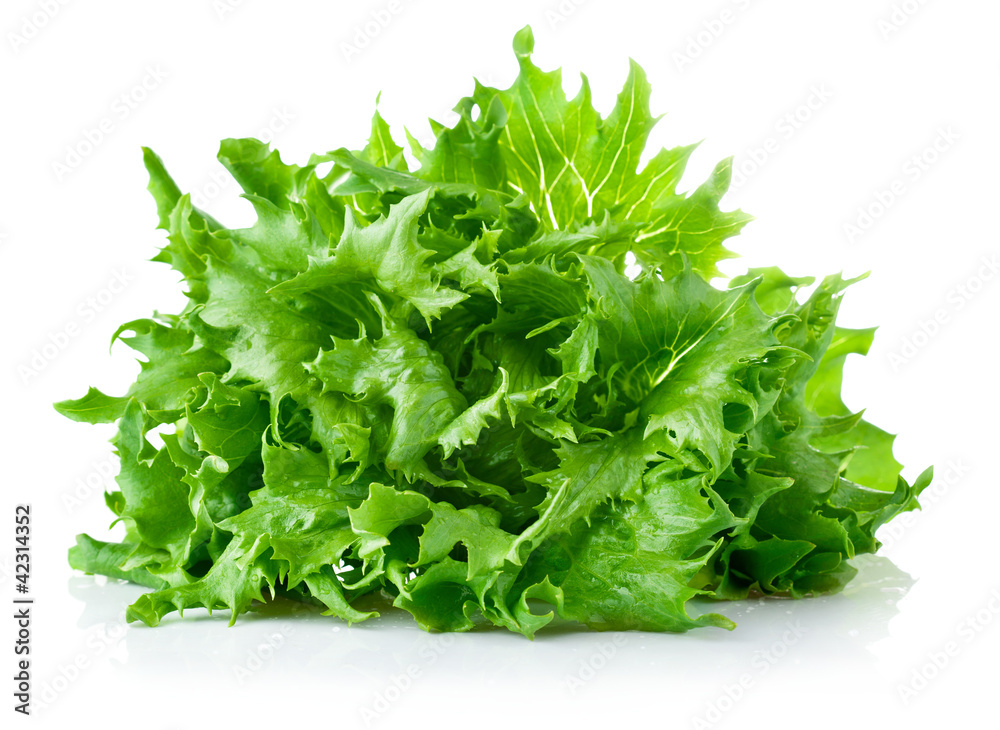 green leaves lettuce isolated on white background green leaves lettuce isolated on white background