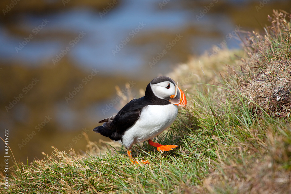 Puffin Puffin