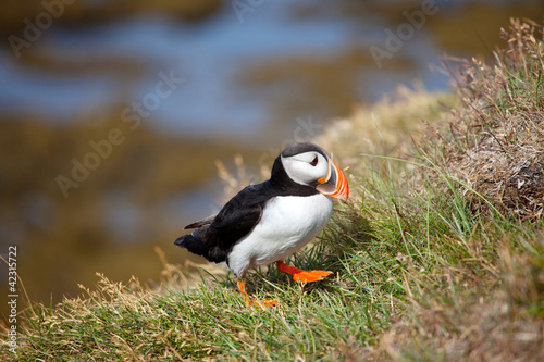 Puffin