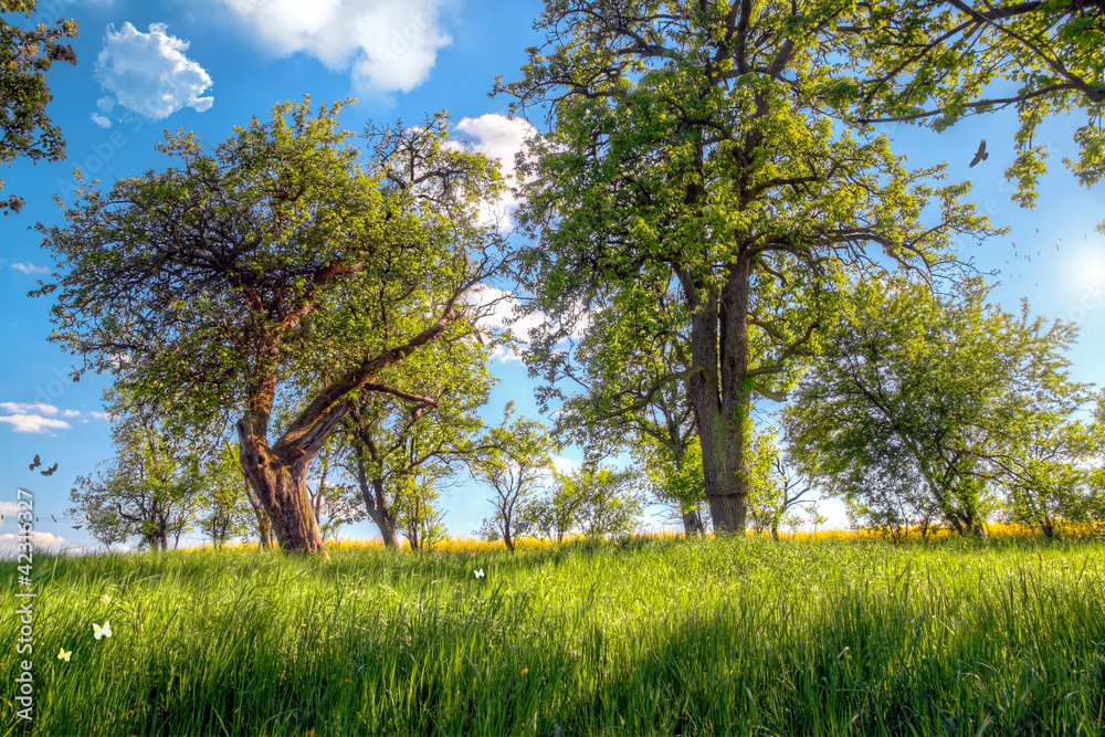 Fototapeta premium Sommerwiese HDR