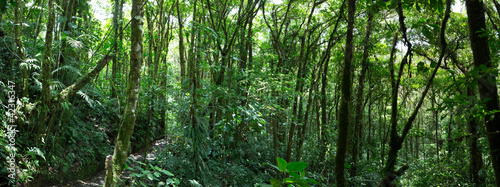 Cloud forest in Costa Rica