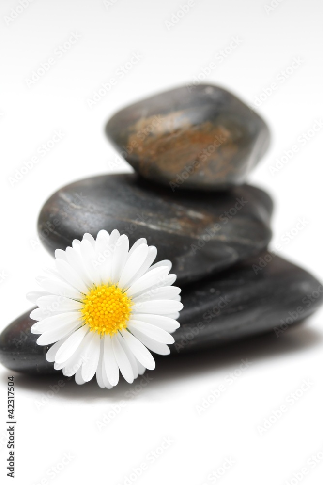 zen zen