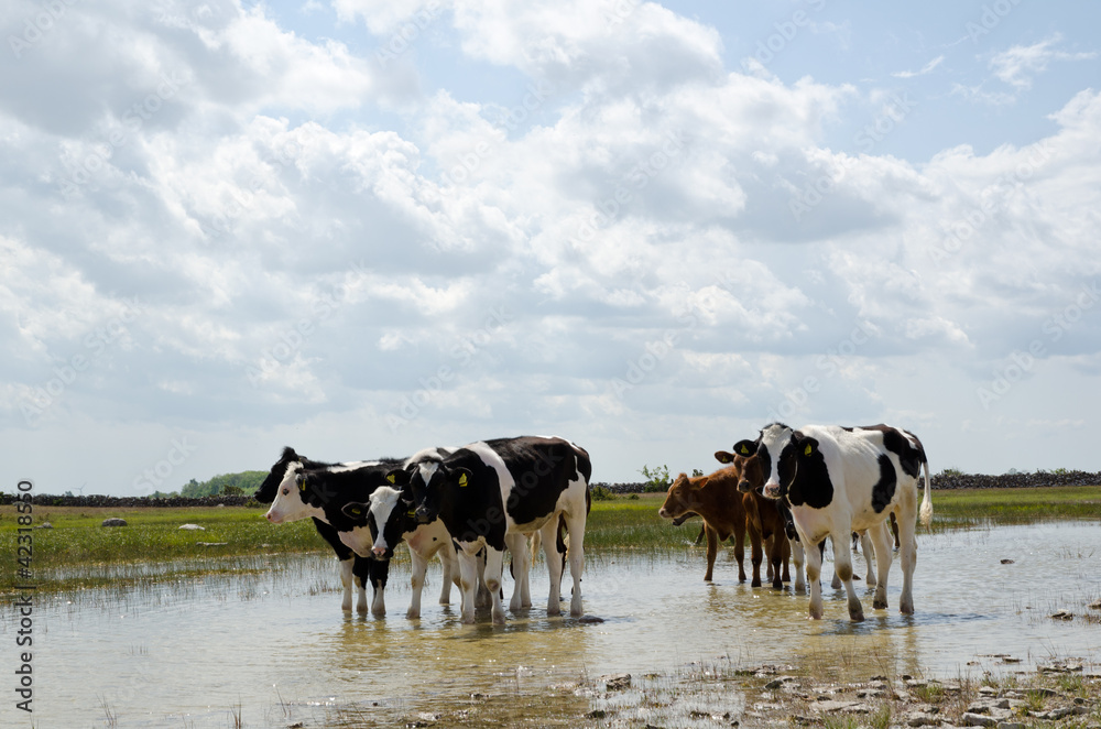 Obraz premium Cows enjoing water