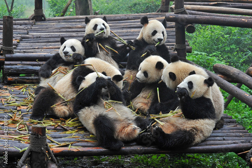 Giant panda bears gather for bamboo meal