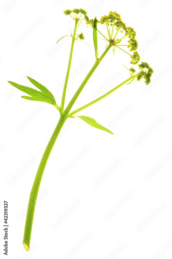 Fototapeta premium Liebstöckel - Levisticum officinale