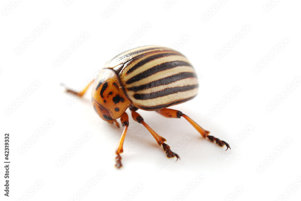 Colorado beetle Colorado beetle