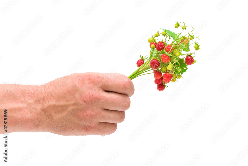 a bouquet of wild strawberries in a man's hand