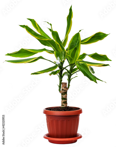 houseplant Dracaena fragans