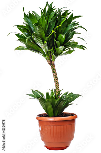 houseplant Areca