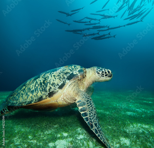 Huge sea turtle on the seaweed bottom