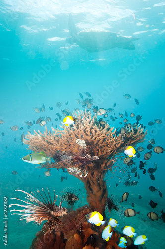 Fototapeta Naklejka Na Ścianę i Meble -  Rich coral with fishes