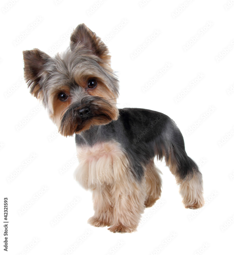 Yorkshire Terrier in front over white ( cutting hair) Yorkshire Terrier in front over white ( cutting hair)